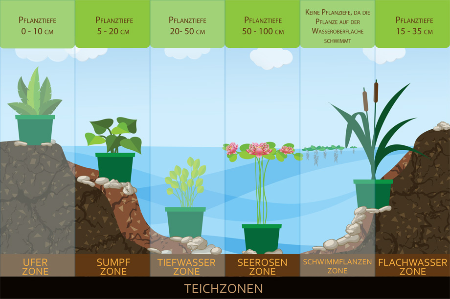 Teichpflanzen Mix Set Sortiment Quellmoos/Pest/Nadelkraut Wasserpflanze Pflanzen 