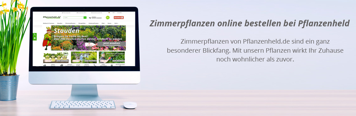 zimmerpflanzen banner