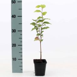 Rotbuche Hecke - Fagus sylvatica Container (Topf) 40 - 50 cm