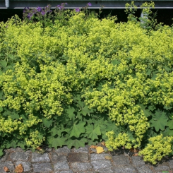 Frauenmantel Alchemilla - mollis 