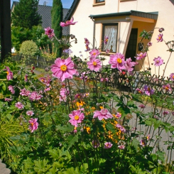 Anemone - tomentosa Robustissima