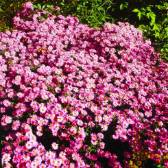 Aster - dumosus rose