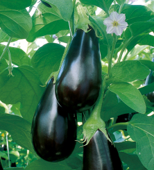 Aubergine Madonna, veredelt im 12 cm Topf 