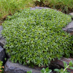 Andenpolster Azorella - trifurcata 