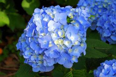 Ballhortensie Bela ® - Hydrangea macrophylla 