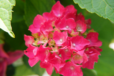 Ballhortensie Leuchtfeuer - Hydrangea macrophylla