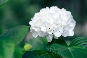 Bauernhortensie  Snowball - Hydrangea macrophylla