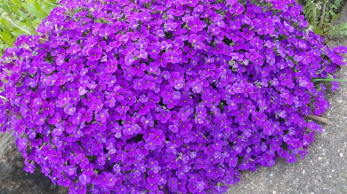 Blaukissen Aubrieta - x cultorum Hamburger Stadtpark