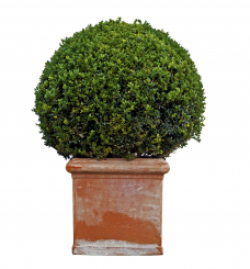Buchsbaum Kugel 30 cm