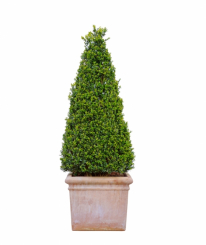 Buxbaumkegel -  Buxus semp. 