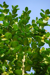 Buxus sempervirens - Heckenpflanze Container 20 - 30 cm Container | 20 - 30 cm