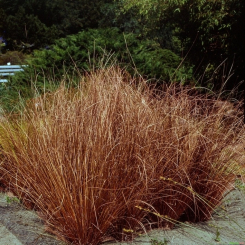 Carex  ( Segge ) - buchananii