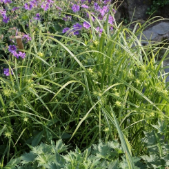 Carex  ( Segge ) - grayi