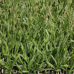 Carex  ( Segge ) - morrowii Ice Dance