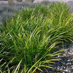 Carex  ( Segge ) - morrowii Variegata