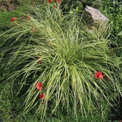 Carex  ( Segge ) - oshimensis Evergold