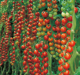 Cherrytomate Sanvitos® veredelt im 12 cm Topf 