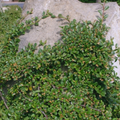 Teppichmispel / Kriechmispel cotoneaster dammeri 'Radicans' 13 cm Rundtopf