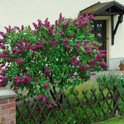 Edelflieder Andenken an Ludwig Späth - Syringa