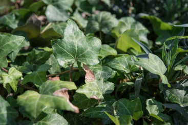Efeu Hedera helix