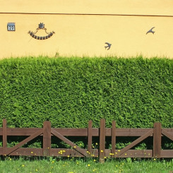 Eibe -Taxus baccata Hecke Wurzelnackt, 3 jährig 30 - 40 cm Wurzelnackt, 3 jährig | 30 - 40 cm