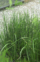 Zinkkraut Equisetum hyemale var.