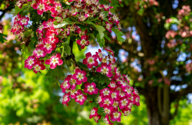 Escallonia 'Pink Elle' 30 - 40 cm, 3 Liter Container