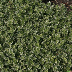 Spindelstrauch Kriechspindel Euonymus fortunei Emerald Gaiety 