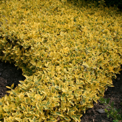 Spindelstrauch Kriechspindel Euonymus fortunei Emerald 'n Gold 