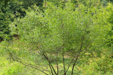 Farnblättriges Pulverholz 'Fine Line' ® - Rhamnus frangula 80 - 100 cm, 3 Liter Container