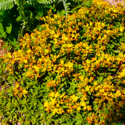 Fetthenne Sedum  - floriferum Weihenstephener Gold
