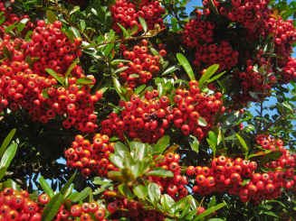 Feuerdorn 'Red Column Pyracantha coccinea 'Red Column' 80 - 100 cm, 2 Liter Container