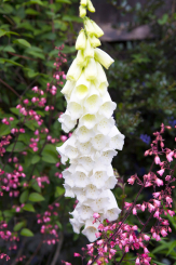 Fingerhut Digitalis  - purpurea Alba