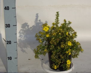 Fingerstrauch Potentilla Kobold XL