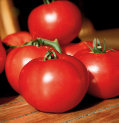 Kleine Fleischtomate Fantasio veredelt im 12 cm Topf