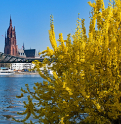 Forsythie 'Weekend®' - Forsythia intermedia