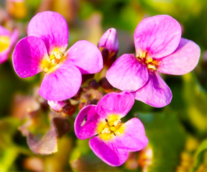 Gänsekresse  - Arabis caucasica Pinkie