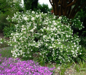 Gartenjasmin Belle Etoile - Philadelphus