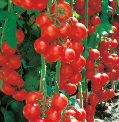 Geschmackstomate Campos® veredelt im 12 cm Topf 