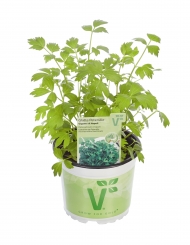 Glatte Petersilie Petroselinum crispum Gigante di Napoli