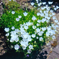 Glockenblume Campanula - carpatica Weiße Clips