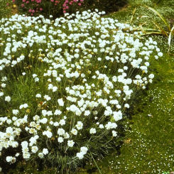 Grasnelke Armeria  - maritima Alba