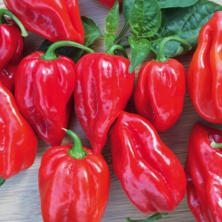 Chili Pflanze Habanero Calita® Red 