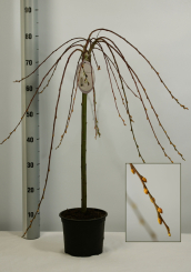 Hängende Kätzchenweide Kilmarnock - Salix caprea