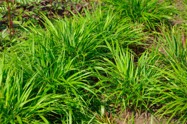 Hakonechloa ( Japangras ) - macra Nicolas®