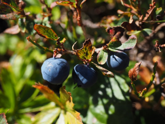 Heidelbeere Bluecrop Vaccinium corymbosum 