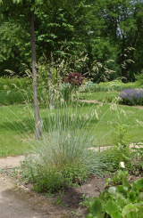 Helictotrichon - semp. Saphirsprudel