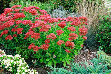 Hohes Herbst-Fettkraut Sedum  - telephium Herbstfreude