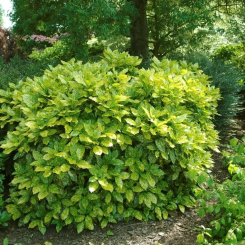 Japanische Aukube Crotonifolia - Aucuba japonica