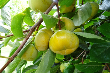 Kakibaum Diospyros kaki 